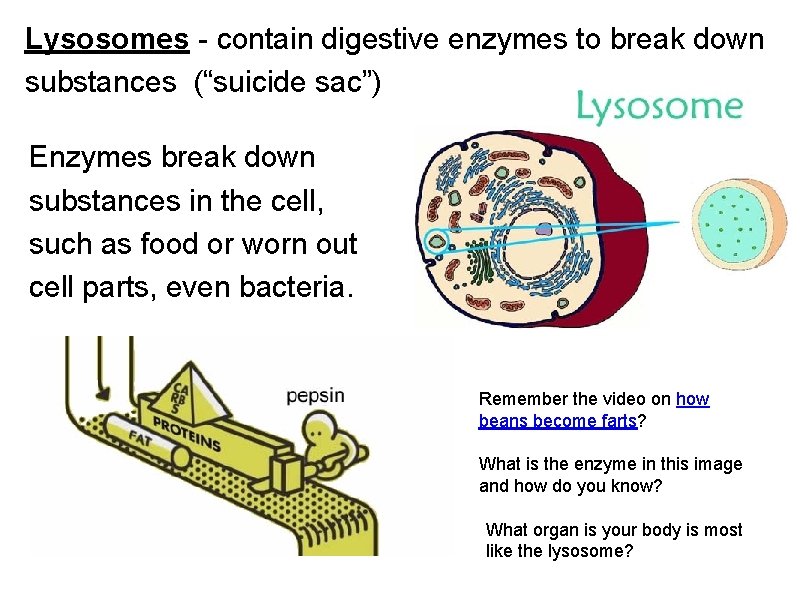 Lysosomes - contain digestive enzymes to break down substances (“suicide sac”) Enzymes break down