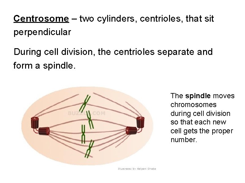 Centrosome – two cylinders, centrioles, that sit perpendicular During cell division, the centrioles separate