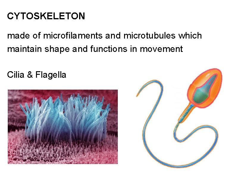 CYTOSKELETON made of microfilaments and microtubules which maintain shape and functions in movement Cilia