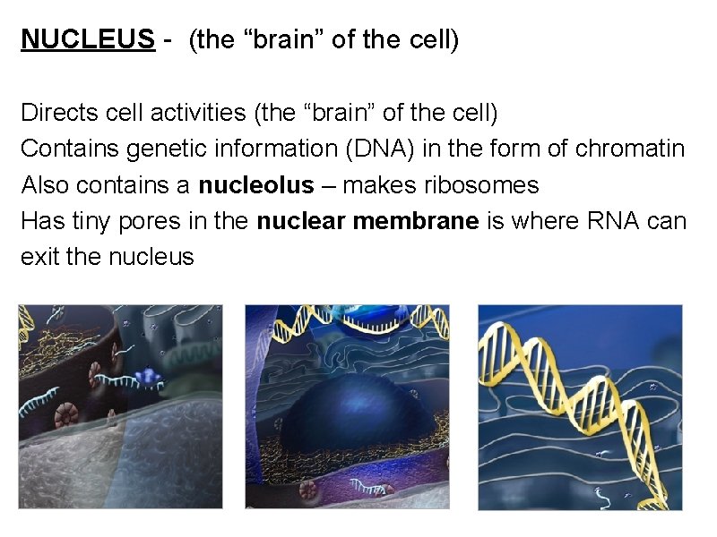 NUCLEUS - (the “brain” of the cell) Directs cell activities (the “brain” of the