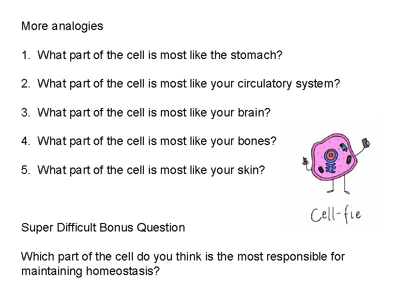 More analogies 1. What part of the cell is most like the stomach? 2.