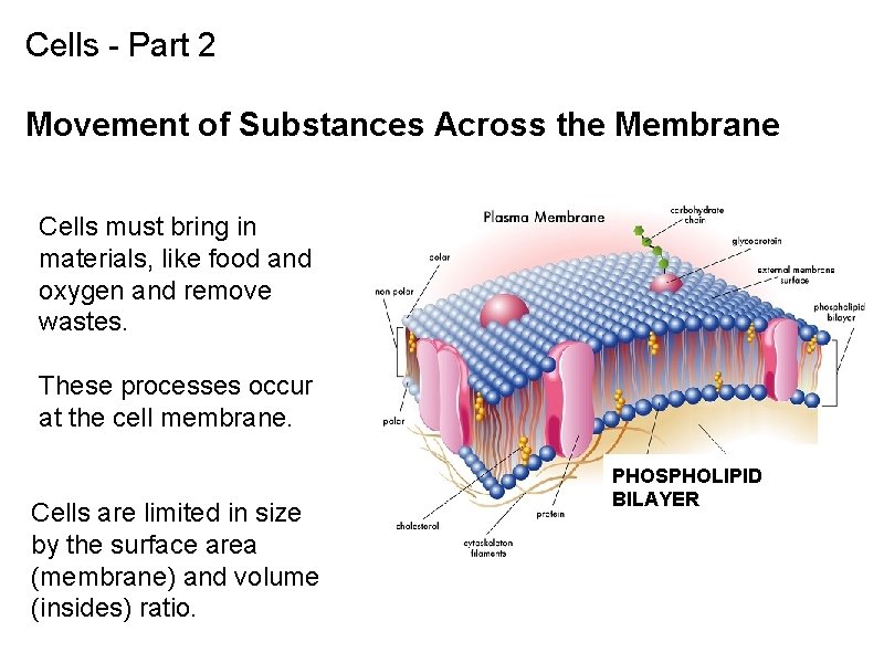 Cells - Part 2 Movement of Substances Across the Membrane Cells must bring in