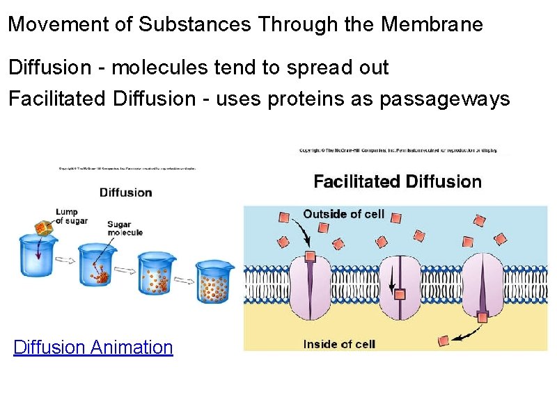 Movement of Substances Through the Membrane Diffusion - molecules tend to spread out Facilitated