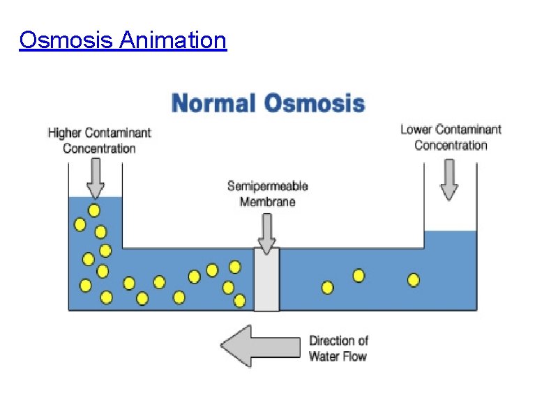 Osmosis Animation 
