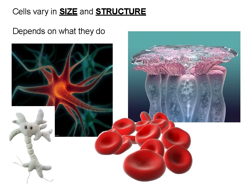 Cells vary in SIZE and STRUCTURE Depends on what they do 