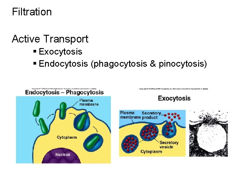 Filtration Active Transport § Exocytosis § Endocytosis (phagocytosis & pinocytosis) 