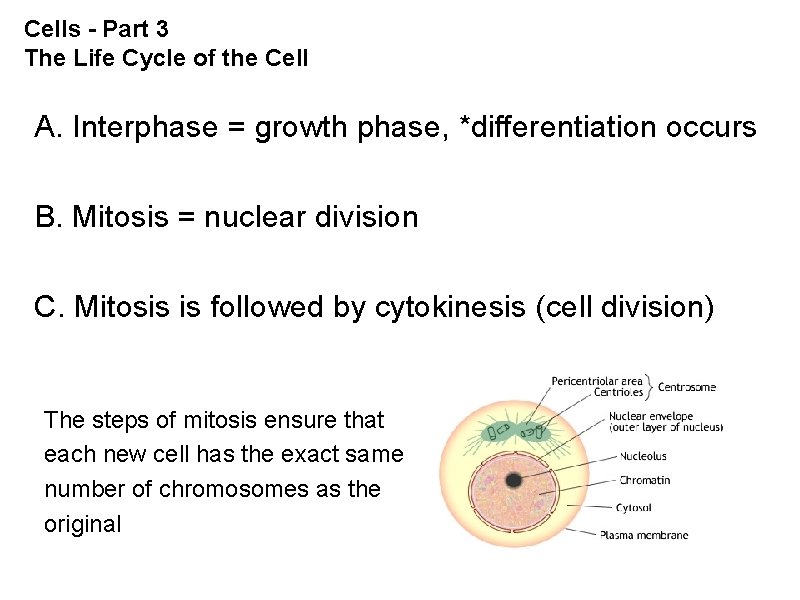 Cells - Part 3 The Life Cycle of the Cell A. Interphase = growth