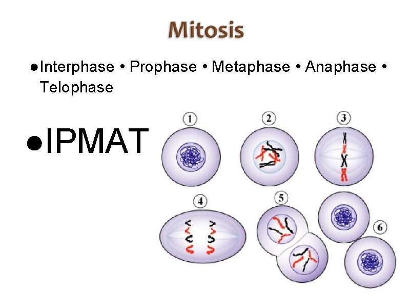 ●Interphase • Prophase • Metaphase • Anaphase • Telophase ●IPMAT 