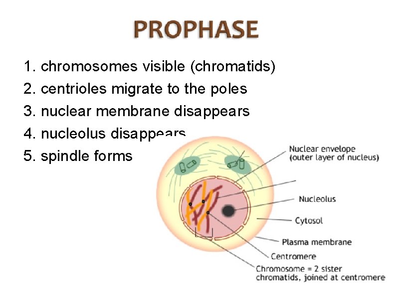 1. chromosomes visible (chromatids) 2. centrioles migrate to the poles 3. nuclear membrane disappears