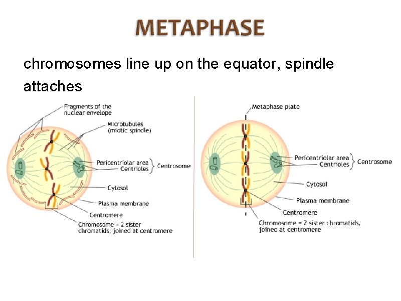 chromosomes line up on the equator, spindle attaches 