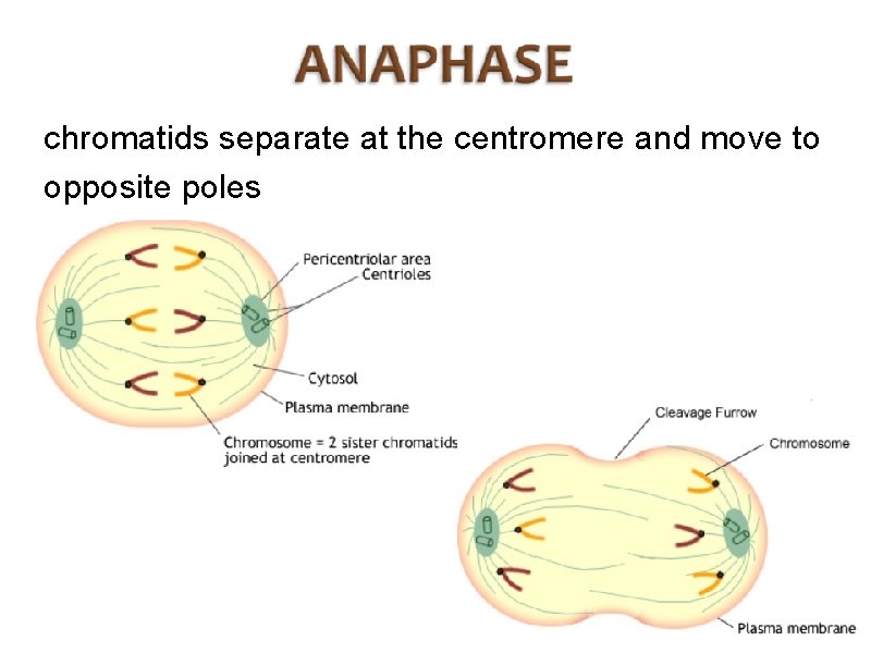 chromatids separate at the centromere and move to opposite poles 