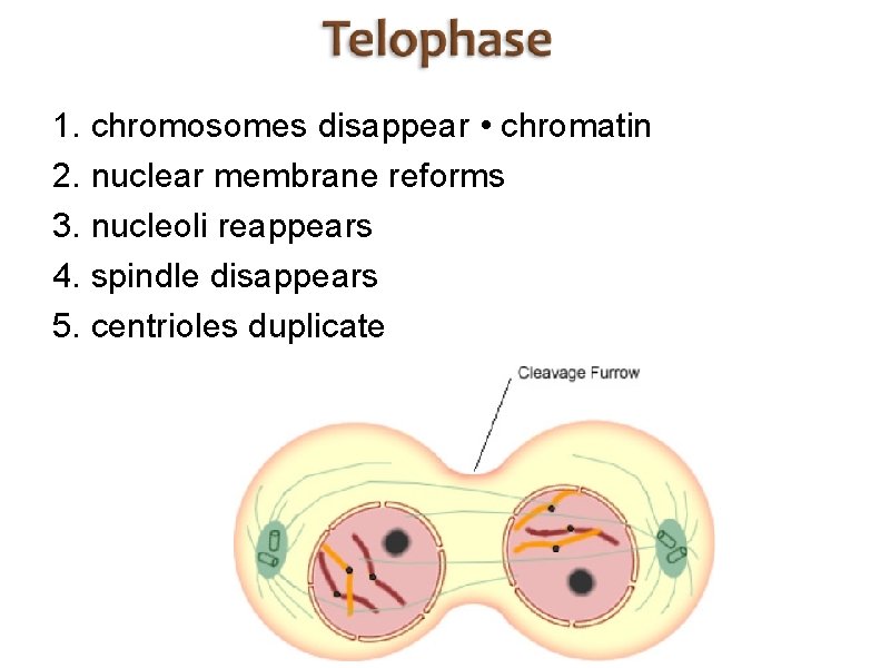 1. chromosomes disappear • chromatin 2. nuclear membrane reforms 3. nucleoli reappears 4. spindle