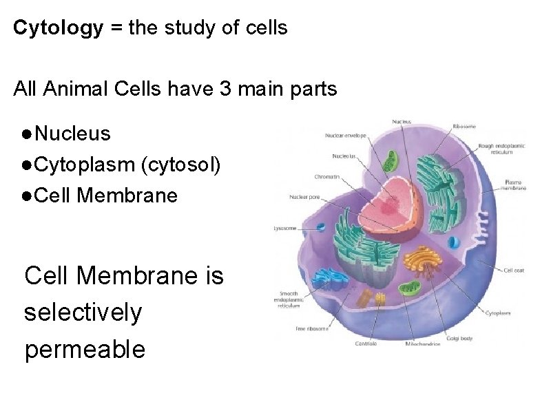 Cytology = the study of cells All Animal Cells have 3 main parts ●Nucleus