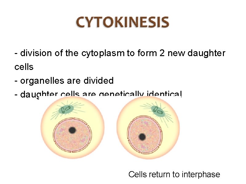 - division of the cytoplasm to form 2 new daughter cells - organelles are - division of the cytoplasm to form 2 new daughter cells - organelles are
