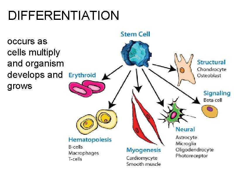 DIFFERENTIATION occurs as cells multiply and organism develops and grows 