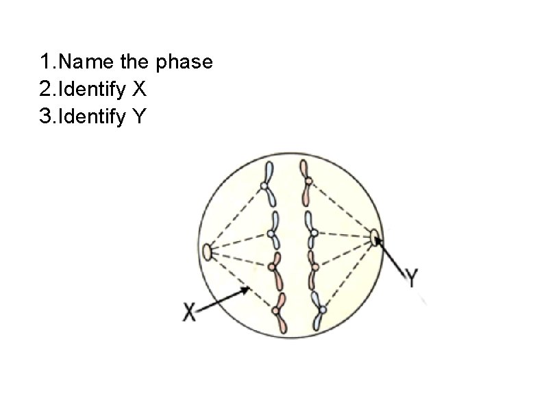 1. Name the phase 2. Identify X 3. Identify Y 