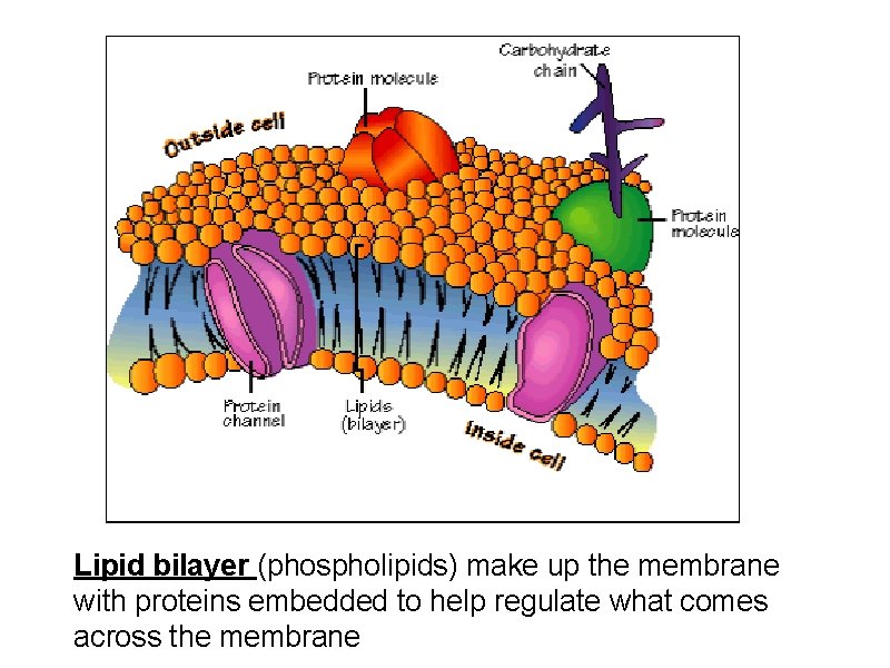 Lipid bilayer (phospholipids) make up the membrane with proteins embedded to help regulate what