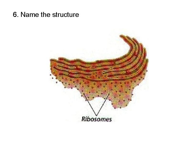 6. Name the structure 