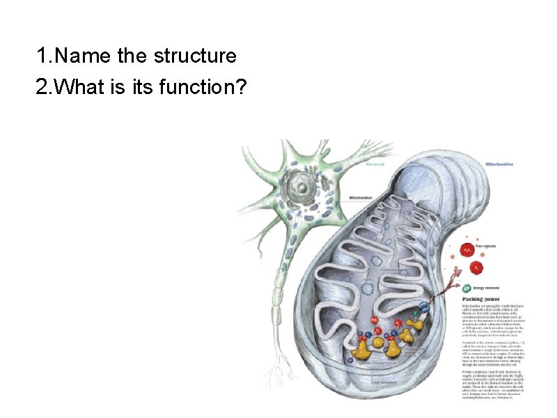 1. Name the structure 2. What is its function? 