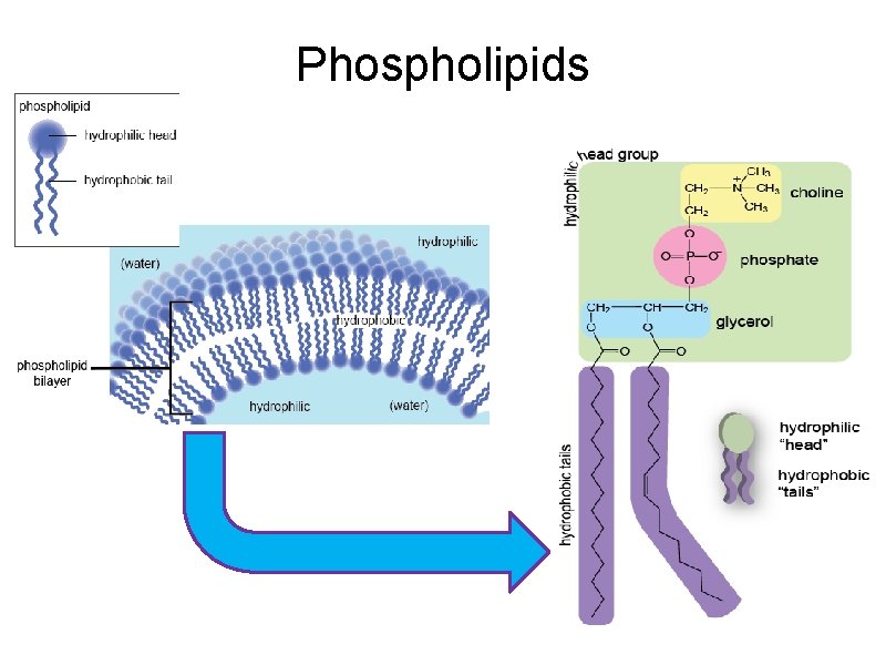 Phospholipids 