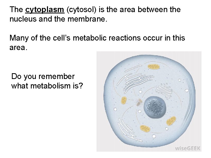 The cytoplasm (cytosol) is the area between the nucleus and the membrane. Many of