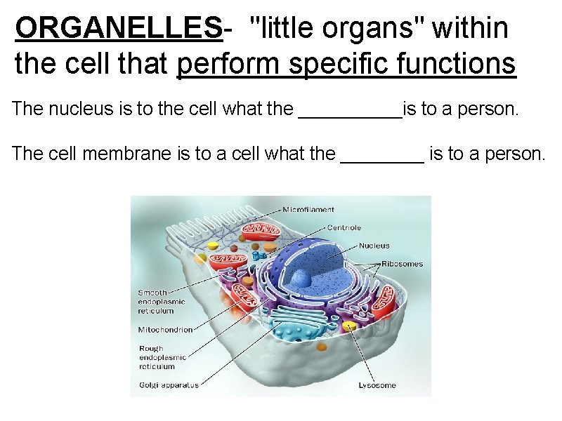 ORGANELLES- "little organs" within the cell that perform specific functions The nucleus is to