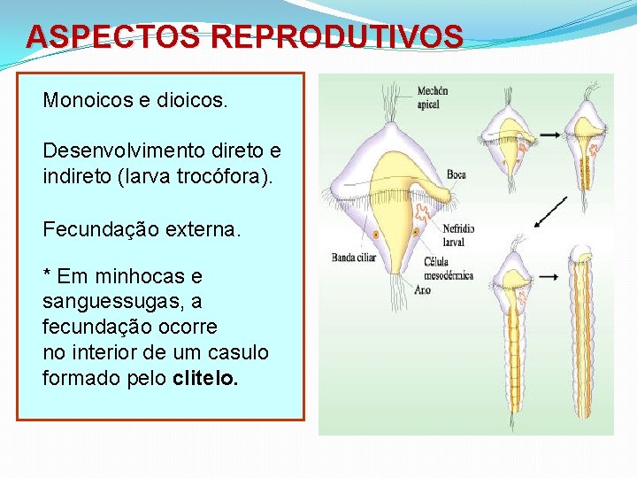 ASPECTOS REPRODUTIVOS Monoicos e dioicos. Desenvolvimento direto e indireto (larva trocófora). Fecundação externa. *