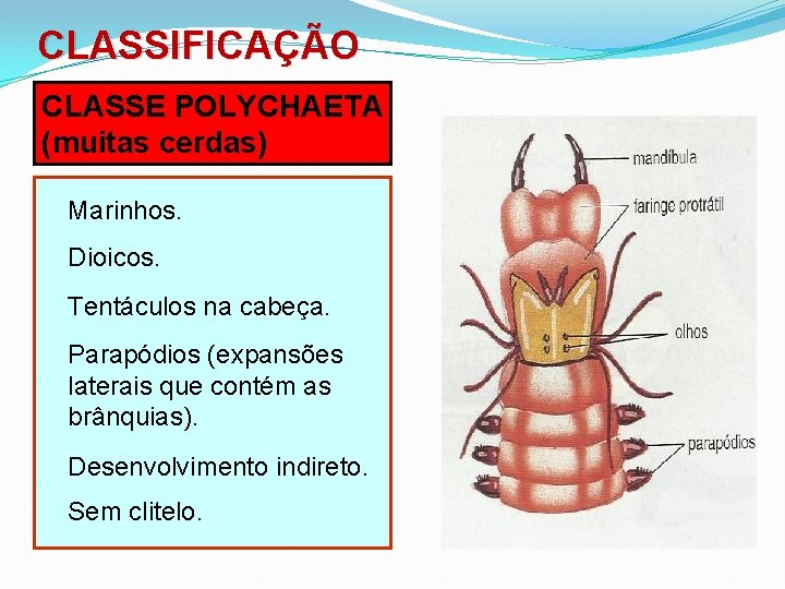 CLASSIFICAÇÃO CLASSE POLYCHAETA (muitas cerdas) Marinhos. Dioicos. Tentáculos na cabeça. Parapódios (expansões laterais que