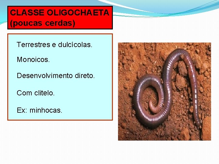 CLASSE OLIGOCHAETA (poucas cerdas) Terrestres e dulcícolas. Monoicos. Desenvolvimento direto. Com clitelo. Ex: minhocas.