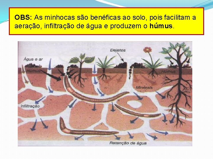 OBS: As minhocas são benéficas ao solo, pois facilitam a aeração, infiltração de água