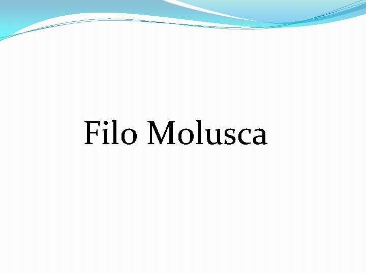 Filo Molusca 