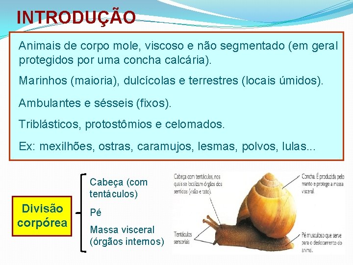 INTRODUÇÃO Animais de corpo mole, viscoso e não segmentado (em geral protegidos por uma