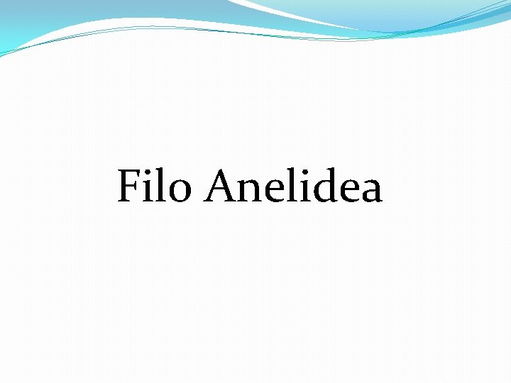 Filo Anelidea 