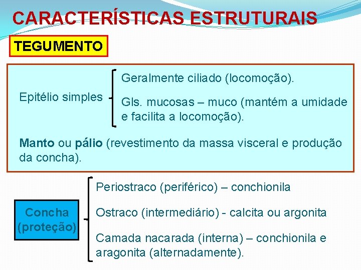 CARACTERÍSTICAS ESTRUTURAIS TEGUMENTO Geralmente ciliado (locomoção). Epitélio simples Gls. mucosas – muco (mantém a