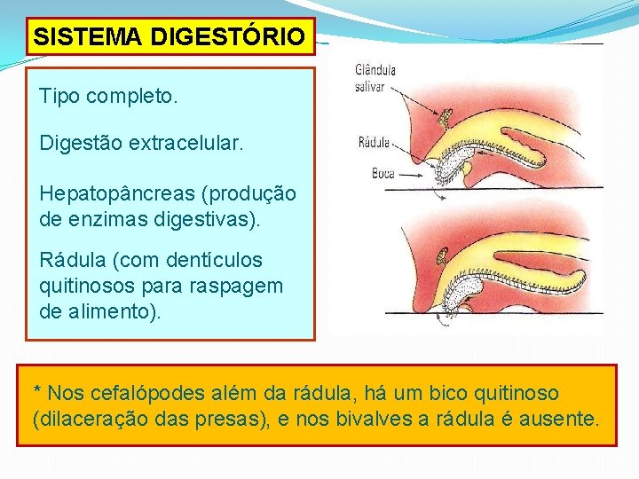 SISTEMA DIGESTÓRIO Tipo completo. Digestão extracelular. Hepatopâncreas (produção de enzimas digestivas). Rádula (com dentículos