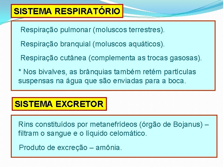 SISTEMA RESPIRATÓRIO Respiração pulmonar (moluscos terrestres). Respiração branquial (moluscos aquáticos). Respiração cutânea (complementa as