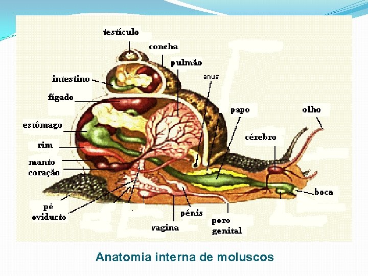 Anatomia interna de moluscos 