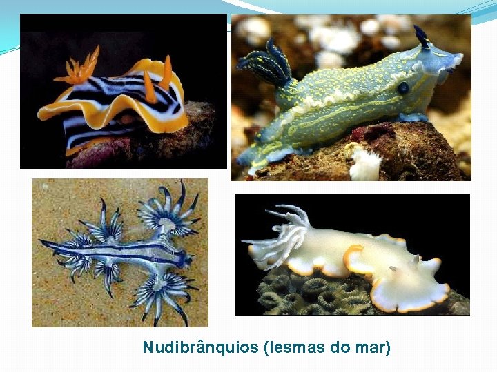 Nudibrânquios (lesmas do mar) Nudibrânquios (lesmas do mar)