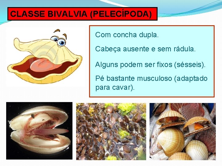 CLASSE BIVALVIA (PELECÍPODA) Com concha dupla. Cabeça ausente e sem rádula. Alguns podem ser