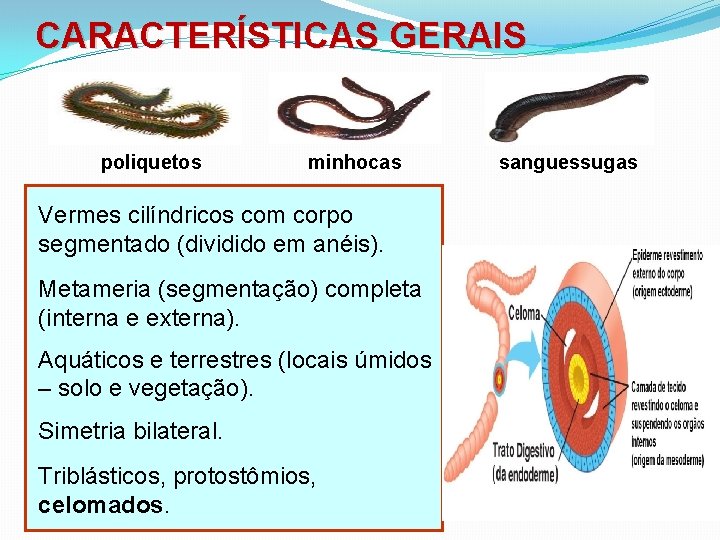 CARACTERÍSTICAS GERAIS poliquetos minhocas Vermes cilíndricos com corpo segmentado (dividido em anéis). Metameria (segmentação)