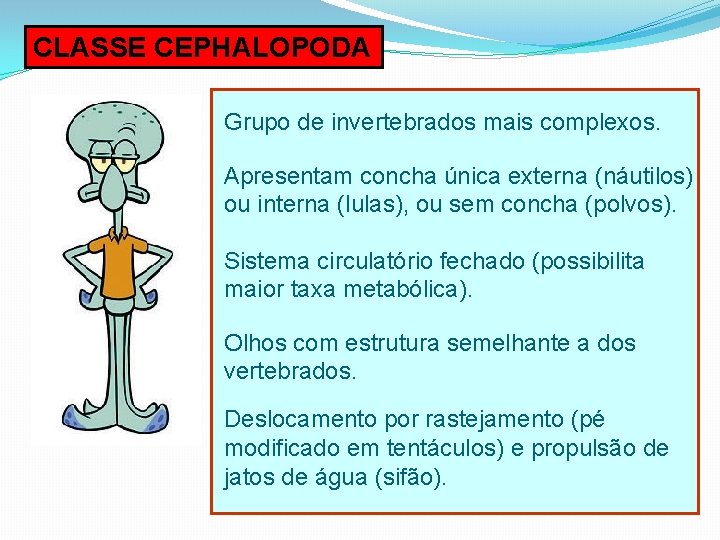 CLASSE CEPHALOPODA Grupo de invertebrados mais complexos. Apresentam concha única externa (náutilos) ou interna