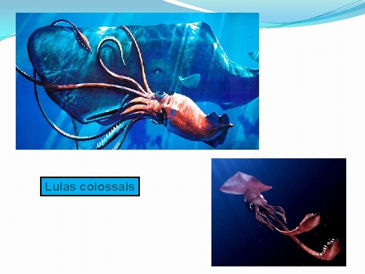 Lulas colossais Lulas colossais