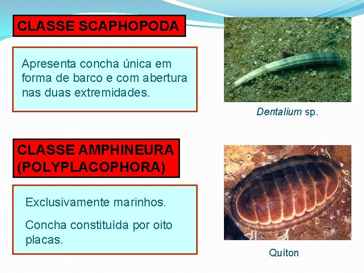 CLASSE SCAPHOPODA Apresenta concha única em forma de barco e com abertura nas duas