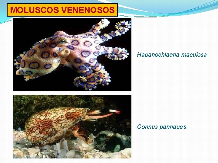 MOLUSCOS VENENOSOS Hapanochlaena maculosa Connus pannaues 