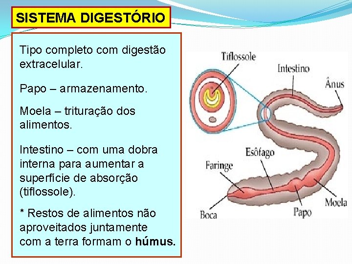 SISTEMA DIGESTÓRIO Tipo completo com digestão extracelular. Papo – armazenamento. Moela – trituração dos