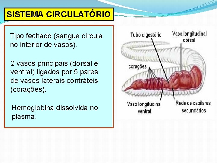 SISTEMA CIRCULATÓRIO Tipo fechado (sangue circula no interior de vasos). 2 vasos principais (dorsal SISTEMA CIRCULATÓRIO Tipo fechado (sangue circula no interior de vasos). 2 vasos principais (dorsal