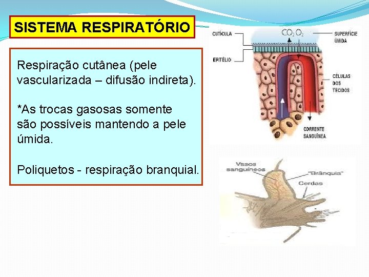 SISTEMA RESPIRATÓRIO Respiração cutânea (pele vascularizada – difusão indireta). *As trocas gasosas somente são