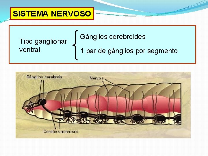 SISTEMA NERVOSO Tipo ganglionar ventral Gânglios cerebroides 1 par de gânglios por segmento 