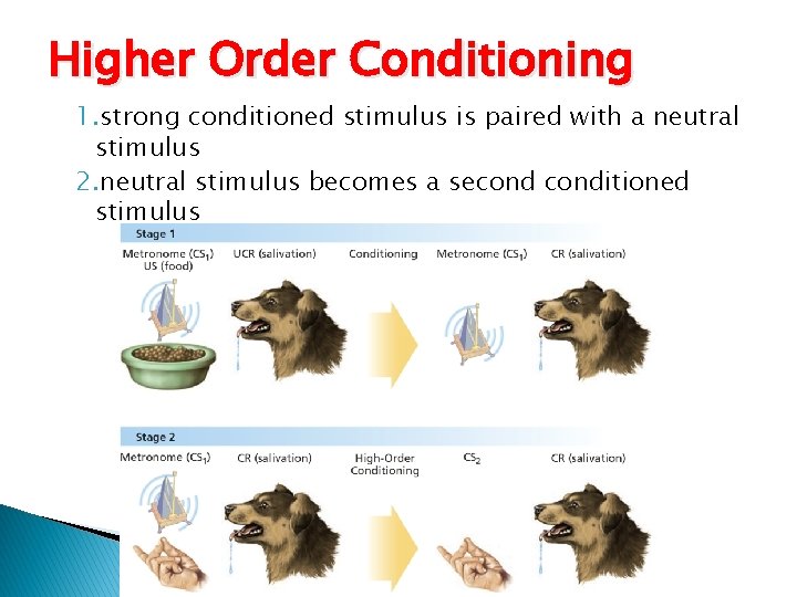 Higher Order Conditioning 1. strong conditioned stimulus is paired with a neutral stimulus 2.