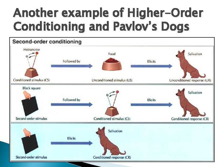 Another example of Higher-Order Conditioning and Pavlov’s Dogs 